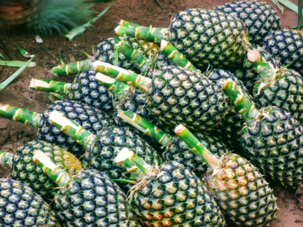 Récoltes & filières — de l'ananas aux marchés